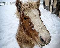 flaxen-mane-tail-horse