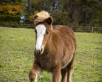 chestnut-socks-horse