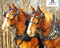 pl-belgian-horse