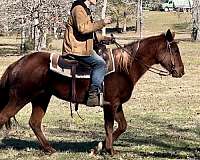 trail-riding-quarter-horse