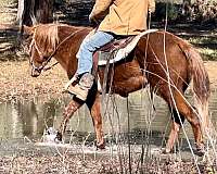 palomino-quarter-horse-mare