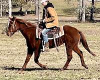 palomino-trail-riding-horse