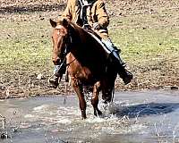 trail-riding-mare