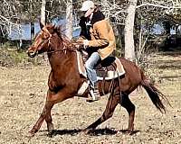 trail-riding-horse