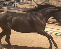 lusitano-horse