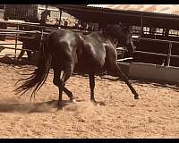 lusitano