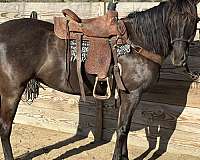 athletic-lusitano-horse