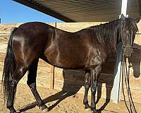 california-lusitano-horse