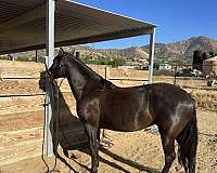 comes-lusitano-horse