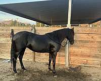 goat-lusitano-horse