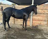 great-on-trails-lusitano-horse