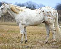 calf-roping-appaloosa-horse