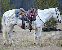 ranch-appaloosa-horse