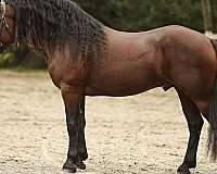 friesian-for-sale-barock-pinto-horse