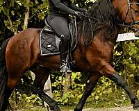 friesian-sporthorse-barock-pinto-horse