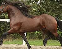 friesian-mare-barock-pinto-horse