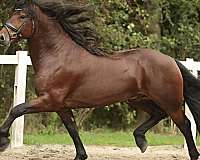 friesian-colt-barock-pinto-horse