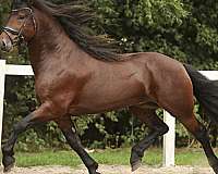 friesian-filly-barock-pinto-horse