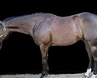 black-rear-white-fetlocks-snip-horse