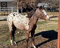 downunder-appaloosa-horse