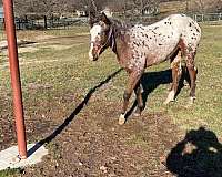walker-appaloosa-horse