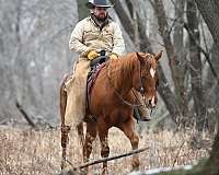 western-dr-horse