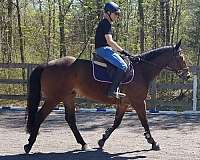 adult-thoroughbred-horse