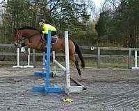 beginner-novice-thoroughbred-horse