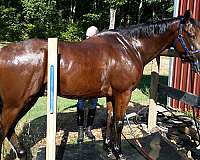 beginner-safe-thoroughbred-horse