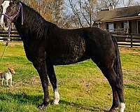 blue-roan-see-pictures-horse