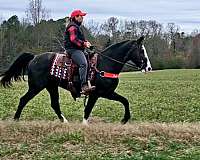 gaited-horse-tennessee-walking