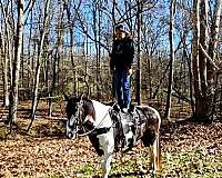 husband-safe-horse-spotted-saddle