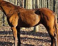 see-pictures-horse