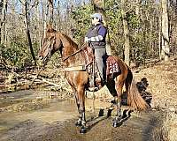 kid-safe-horse-tennessee-walking