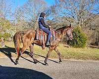 trail-gaited-horse-tennessee-walking