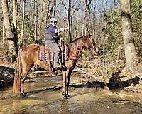 family-horse-tennessee-walking