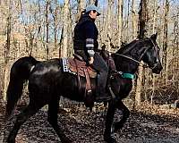 registered-tennessee-walker-walking-horse