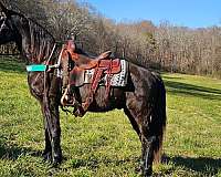 registered-tennessee-walker-horse