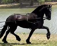 mare-friesian-horse