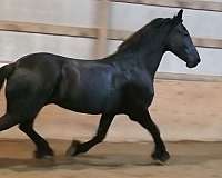 fps-friesian-horse