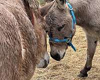 mini-mule-donkey