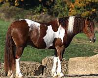 sorrel-overo-white-horse