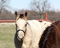 cowboy-mounted-shooting-appaloosa-horse