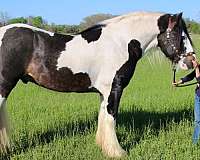 harness-gypsy-vanner-horse