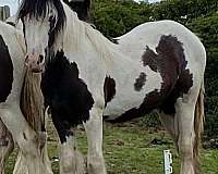 palomino-roan-palomino-mare-foal