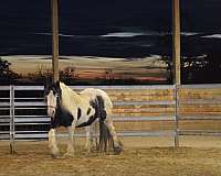 sturdy-gypsy-vanner-horse