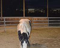 breeding-import-gypsy-vanner-horse