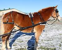 stocky-build-draft-horse