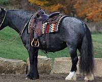 blue-roan-white-horse