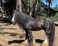 board-gypsy-vanner-horse